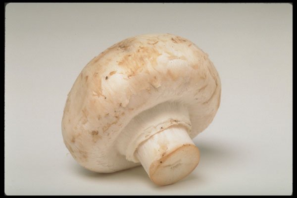437003 Mushroom A4 Photo Print