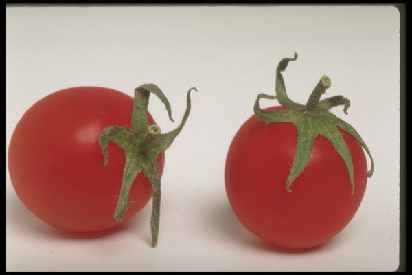 437005 Cherry Tomatoes A4 Photo Print