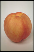 437006 Nectarine A4 Photo Print