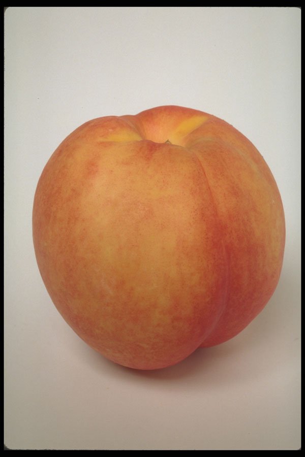 437006 Nectarine A4 Photo Print