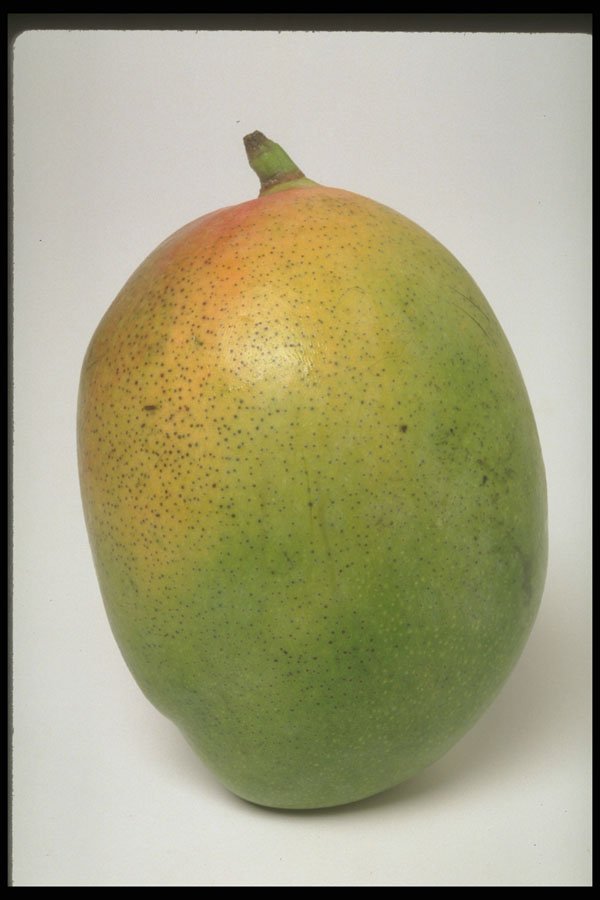 437008 Mango A4 Photo Print