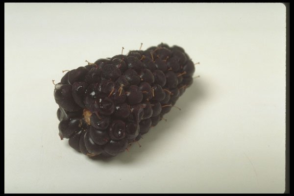437012 Blackberry A4 Photo Print