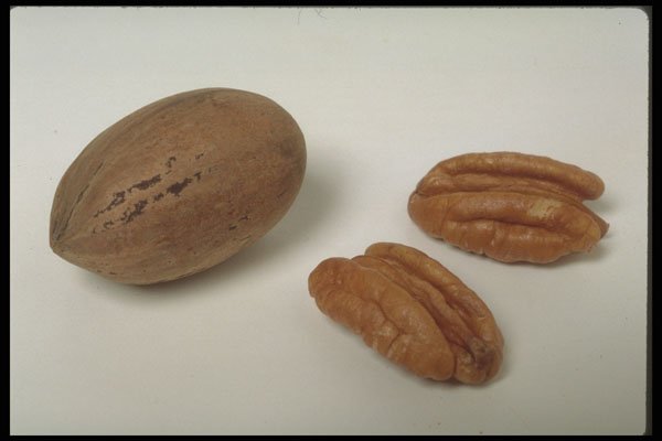 437013 Pecans A4 Photo Print