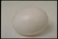 437014 Egg A4 Photo Print
