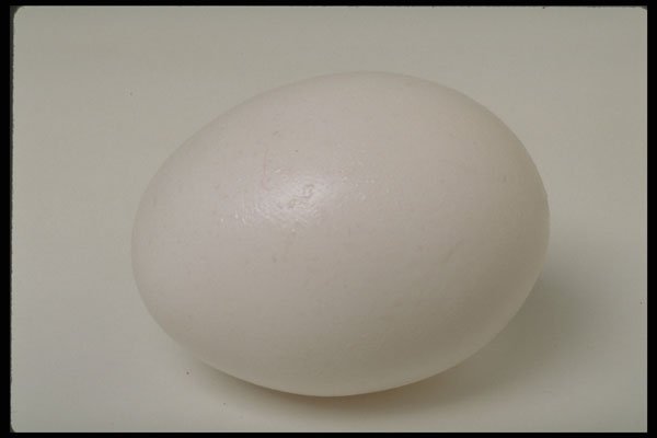 437014 Egg A4 Photo Print