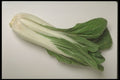 437015 Bok Choy A4 Photo Print