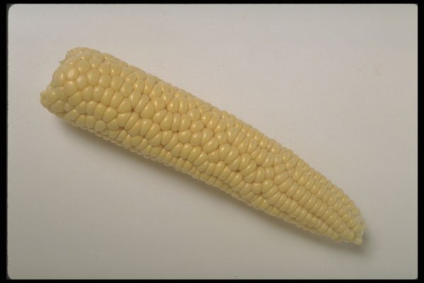 437021 Corn Cob A4 Photo Print