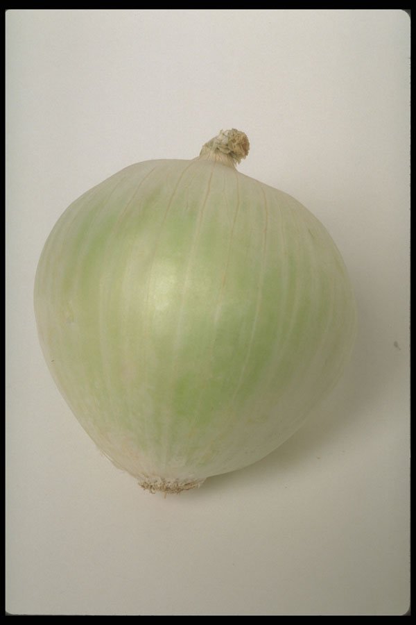 437025 Onion A4 Photo Print