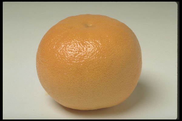 437026 Grapefruit A4 Photo Print