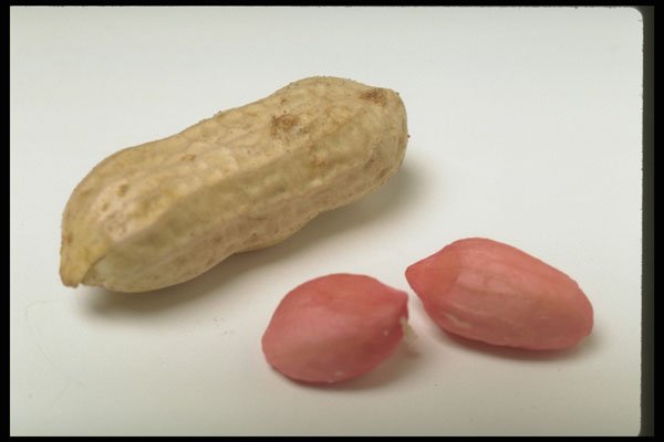 437027 Peanut A4 Photo Print