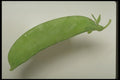 437028 Pea A4 Photo Print