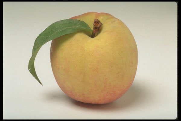 437029 Peach A4 Photo Print