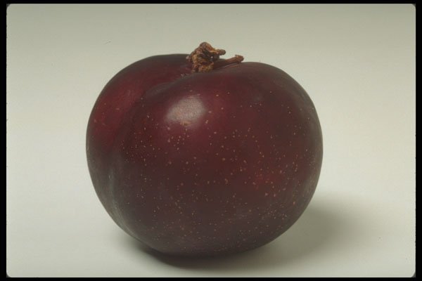 437030 Plum A4 Photo Print