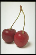 437031 Cherries A4 Photo Print