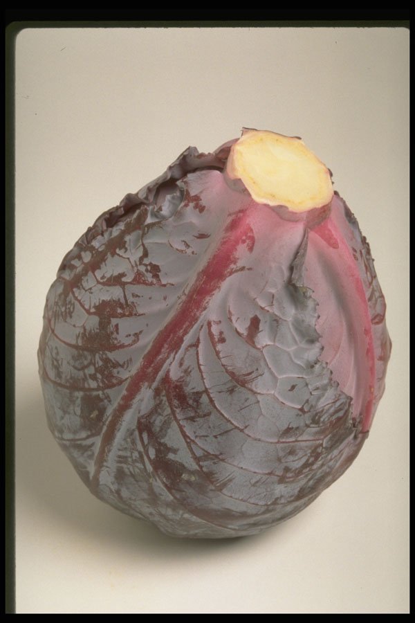 437033 Cabbage A4 Photo Print