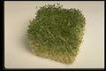 437042 Bean Sprouts A4 Photo Print
