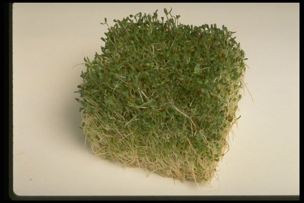 437042 Bean Sprouts A4 Photo Print