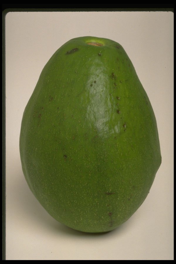 437043 Green Avocado A4 Photo Print