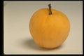 437044 Apricot A4 Photo Print