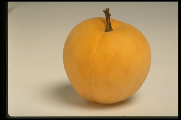 437044 Apricot A4 Photo Print