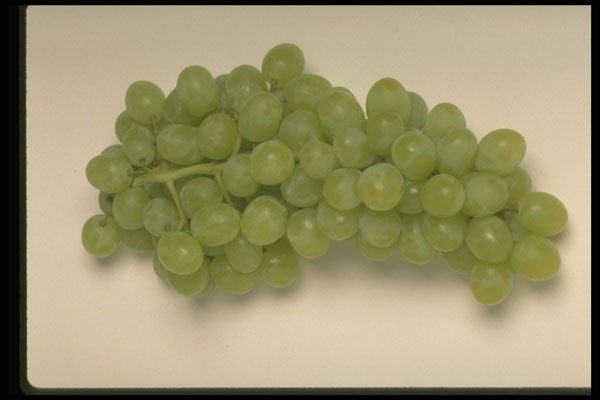 437045 Green Grapes A4 Photo Print