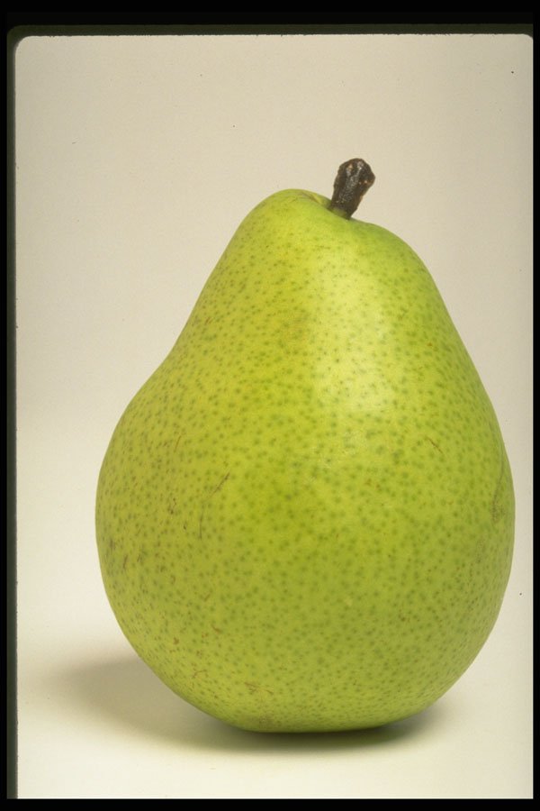 437046 Pear A4 Photo Print