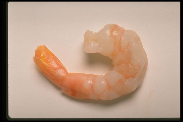 437051 Shrimp A4 Photo Print