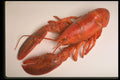 437056 Lobster A4 Photo Print