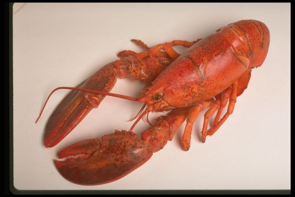 437056 Lobster A4 Photo Print