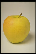 437064 Golden Delicious Apple A4 Photo Print