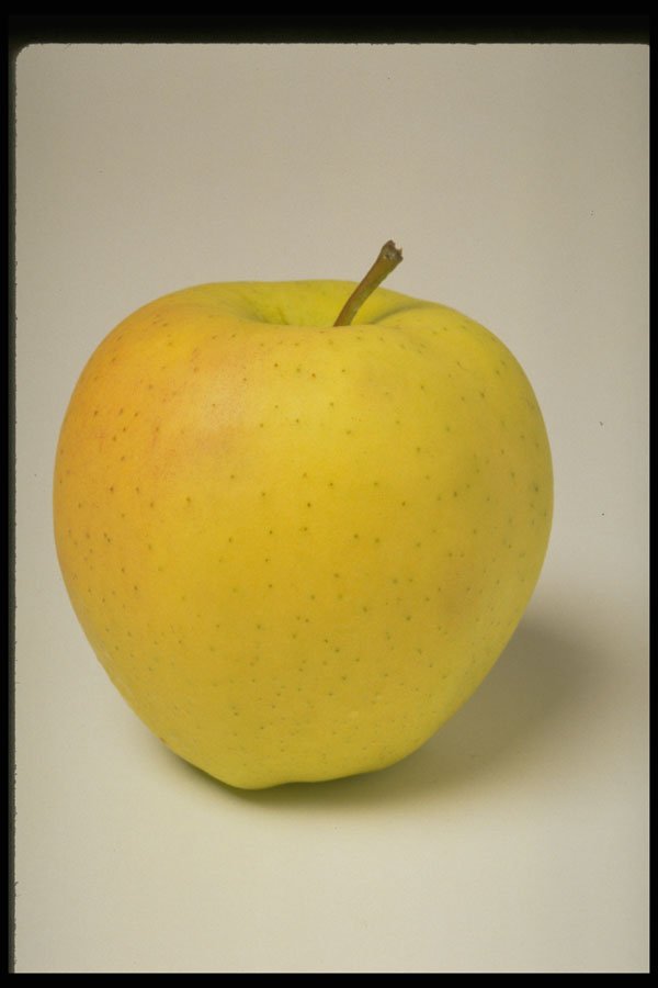 437064 Golden Delicious Apple A4 Photo Print