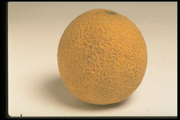 437066 Cantaloupe A4 Photo Print