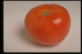 437067 Tomato A4 Photo Print