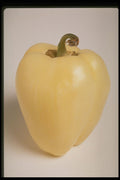 437068 White Pepper A4 Photo Print