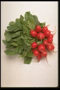 437069 Radishes A4 Photo Print