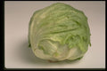 437071 Iceberg Lettuce A4 Photo Print