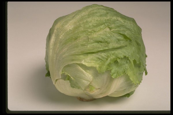 437071 Iceberg Lettuce A4 Photo Print