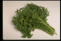 437072 Parsley A4 Photo Print