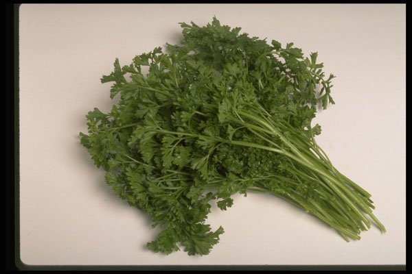 437072 Parsley A4 Photo Print