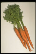 437075 Carrot Bunch A4 Photo Print