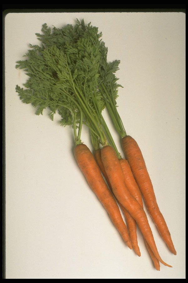 437075 Carrot Bunch A4 Photo Print
