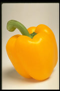 437076 Yellow Pepper A4 Photo Print