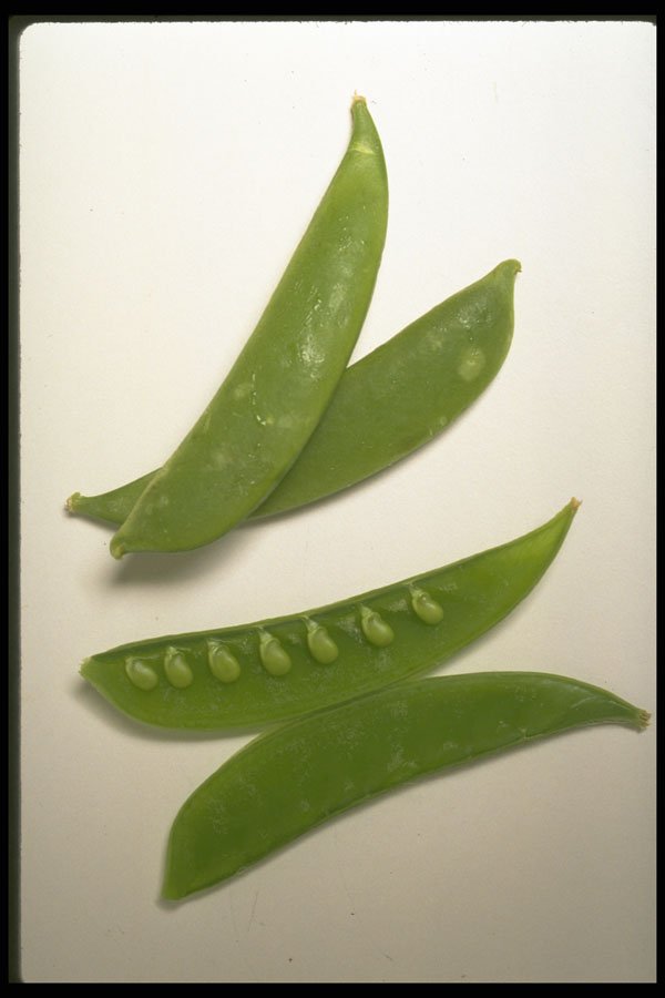 437077 Snow Peas A4 Photo Print