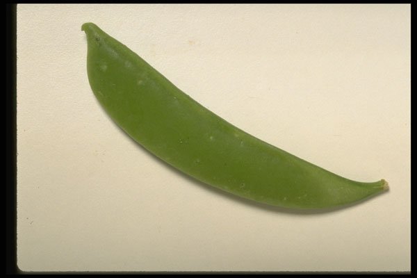 437078 Snow Pea A4 Photo Print