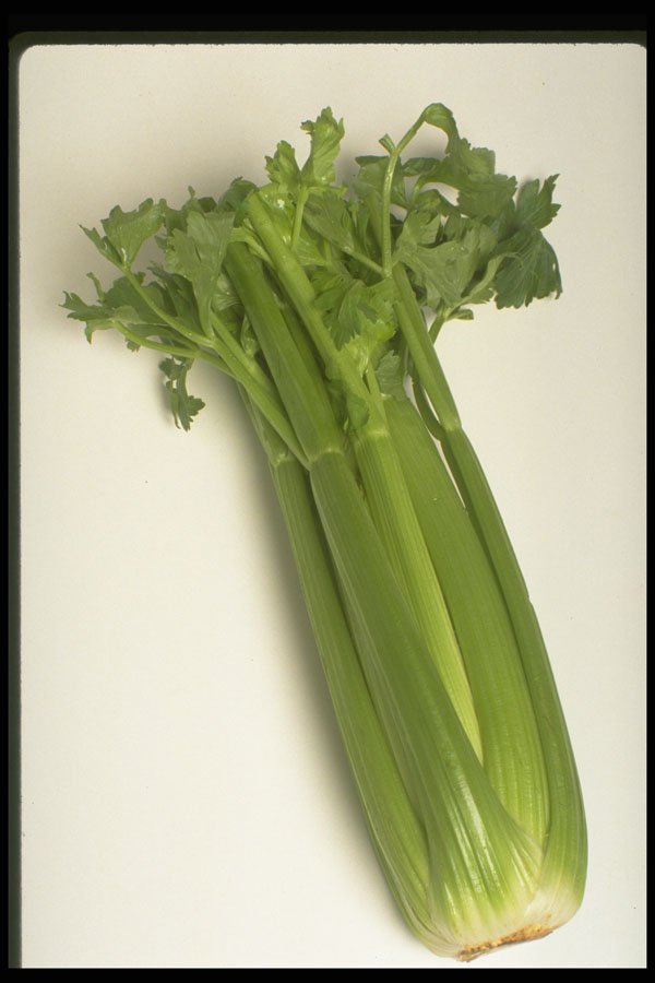 437079 Celery Stalk A4 Photo Print