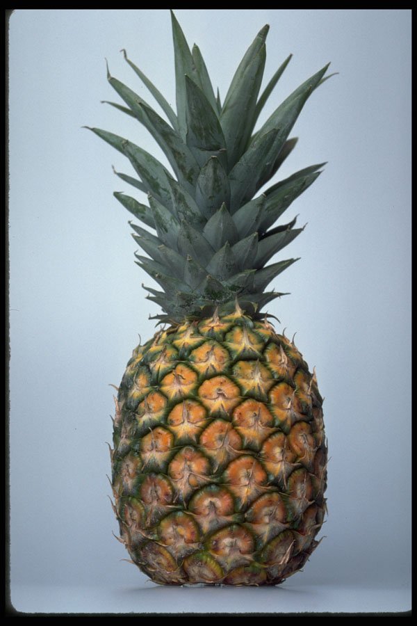 437091 Pineapple A4 Photo Print