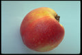 437092 Nectarine A4 Photo Print