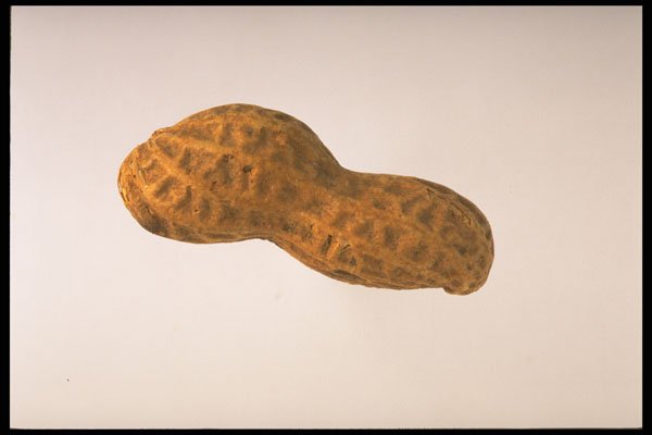 437096 Peanut A4 Photo Print