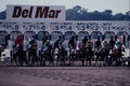 438019 Horses At The Starting Gate, Del Mar Racetrack A4 Photo Print