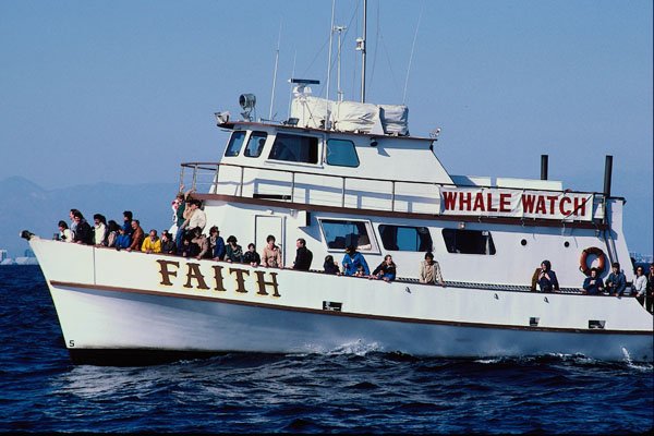 438033 Whale Watching A4 Photo Print
